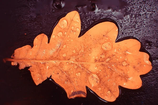 fall wet leaves background / autumn background, yellow leaves fallen from the trees, fall of the leaves, autumn park