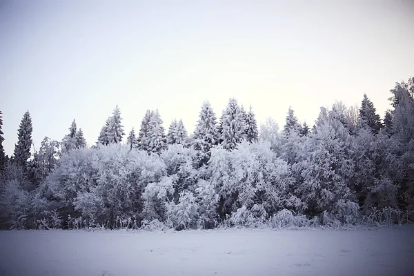 Arka Plan Ağaç Dallar Doğa Kış Manzara Kışlık Orman — Stok fotoğraf