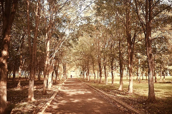 Path Autumn Park Autumn Landscape Yellow Park Autumn Trees Leaves — Stock Photo, Image