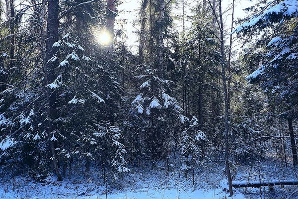 Vinter Landskap Skogen Snöigt Väder Januari Vackra Landskap Den Snöiga — Stockfoto