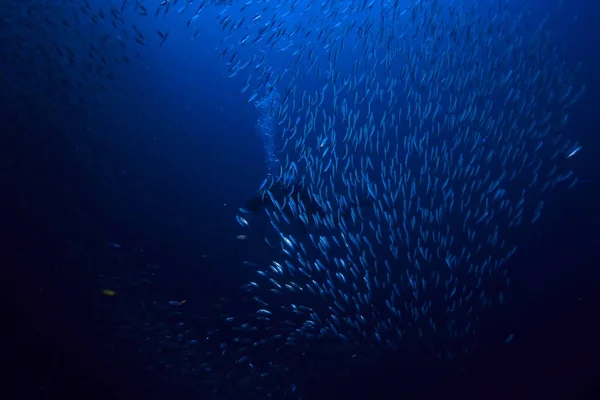 Scad Jamb Water Sea Ecosystem Large School Fish Blue Background — Stock Photo, Image