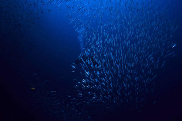 косяк под водой / морской экосистемой, большая рыба на синем фоне, живая абстрактная рыба
