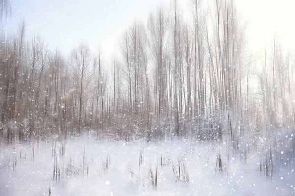 森林雪模糊的背景或冬天风景雪覆盖的森林 树木和分支在冬天天气 — 图库照片