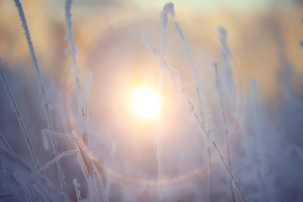 Zonsondergang Winter Bos Februari Zonsondergang Het Park Sneeuw Bos Zon — Stockfoto