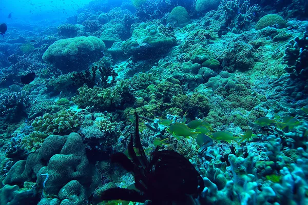Coral Reef Underwater Sea Coral Lagoon Ocean Ecosystem — Stock Photo, Image