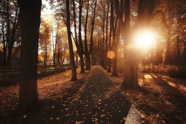 パス秋の公園 秋の風景 秋の木々や葉の黄色い公園 市の公園で美しい晴れた日 — ストック写真