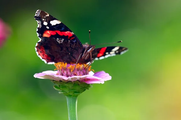 Butterfly Flower — Stock Photo, Image