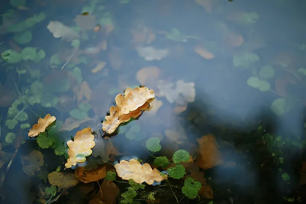 Fall Natte Bladeren Achtergrond Herfst Achtergrond Gele Bladeren Gedaald Van — Stockfoto