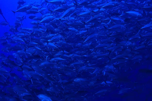水中シーン サンゴ礁 世界の海洋野生動物の風景 — ストック写真