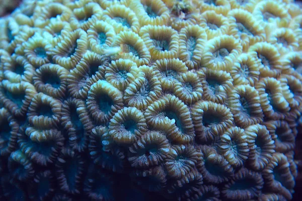 Coral Reef Makro Tekstura Abstrakcyjny Ekosystem Morski Tło Rafie Koralowej — Zdjęcie stockowe