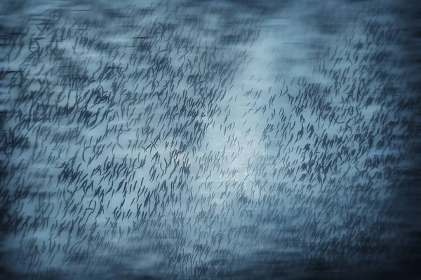 Beaucoup Petits Poissons Dans Mer Sous Eau Colonie Poissons Pêche — Photo