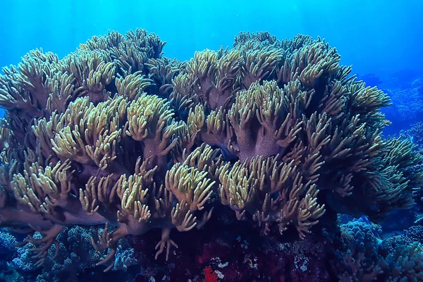 Coral Reef Underwater Lagoon Corals Underwater Landscape Snorkeling Trip — Stock Photo, Image