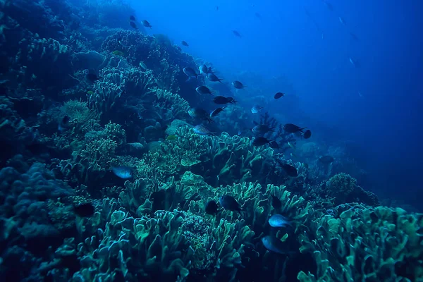 Морська Екосистема Підводний Вид Синій Океан Дика Природа Морі Абстрактний — стокове фото