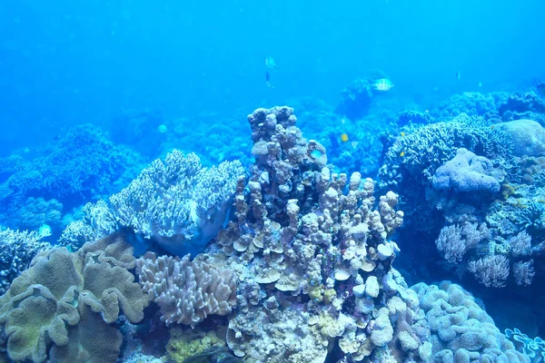 Mořský Ekosystém Podmořský Výhled Modrý Oceán Volně Žijící Příroda Moři — Stock fotografie