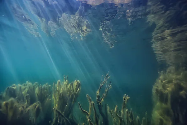 Солнечные Лучи Реки Подводный Пейзаж Абстрактные Подводные Ландшафтные Растения Свежая — стоковое фото