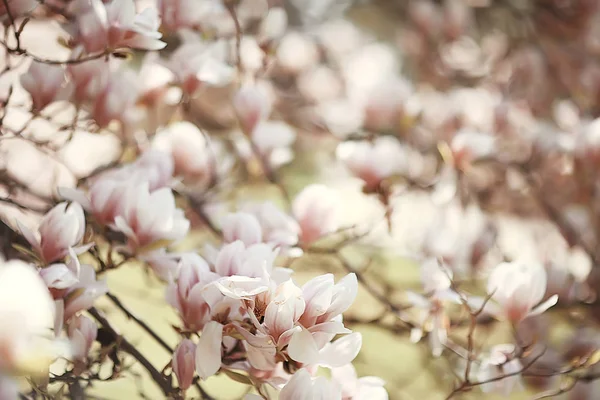 Magnolia Květ Jarní Zahrady Krásné Květiny Jarní Pozadí Růžové Květiny — Stock fotografie