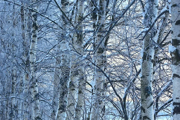 Vinter Park Stadsbilden Vinter Väder Landskap Snö Stad Träd Stads — Stockfoto