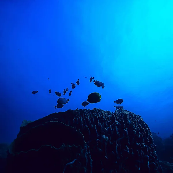 Podwodny Świat Błękitne Morze Pustyni Świat Oceanu Niesamowite Podwodne — Zdjęcie stockowe