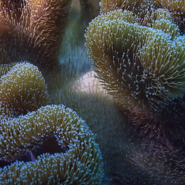 Arrecife Coral Macro Textura Fondo Abstracto Del Ecosistema Marino Arrecife —  Fotos de Stock