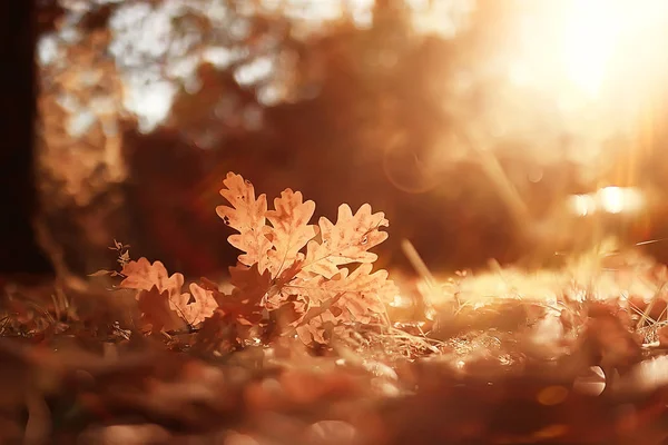 Autumn Landscape Background Yellow Leaves Sunny Autumn Day Sun Rays — Stock Photo, Image