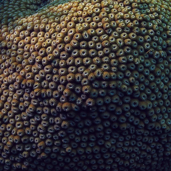 Коралловый Риф Водой Лагуна Кораллами Подводный Пейзаж Плавание Маской — стоковое фото