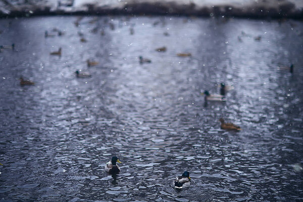 зимние птицы / стаи птиц, зимнее озеро, дикие птицы на зимнем озере, сезонные, мигрирующие утки
