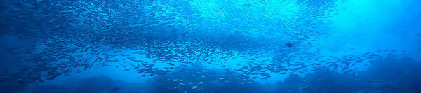 косяк под водой / морской экосистемой, большая рыба на синем фоне, живая абстрактная рыба
