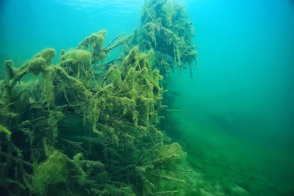 Озеро Підводний Пейзаж Абстрактна Блакитна Прозора Вода Захист Навколишнього Середовища — стокове фото