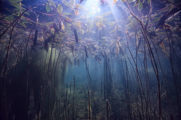 Sun rays river underwater landscape / abstract underwater landscape plants fresh ecosystem