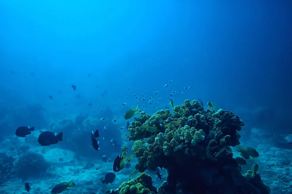 Spugna Sottomarina Vita Marina Barriera Corallina Scena Subacquea Paesaggio Oceanico — Foto Stock