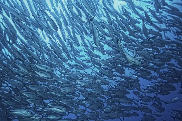 Sok Caranx Víz Alatti Nagy Halállomány Víz Alatti Világ Óceán — Stock Fotó