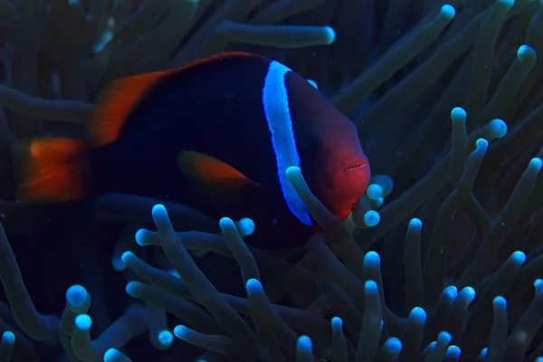 Klauna Korálový Útes Maketa Pod Vodou Pohled Korálové Ryby Podmořské — Stock fotografie