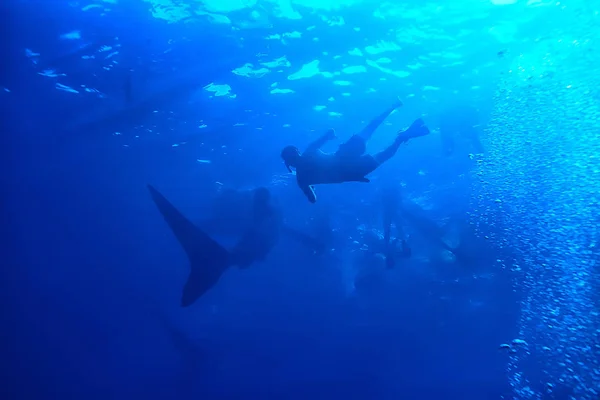 Whale Shark Scene Landscape Abstract Underwater Big Sea Fish Adventure — Stock Photo, Image