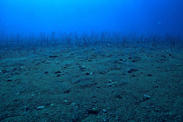 Zeepaling Onderwater Tuin Paling Zeeslangen Wilde Dieren Zee — Stockfoto