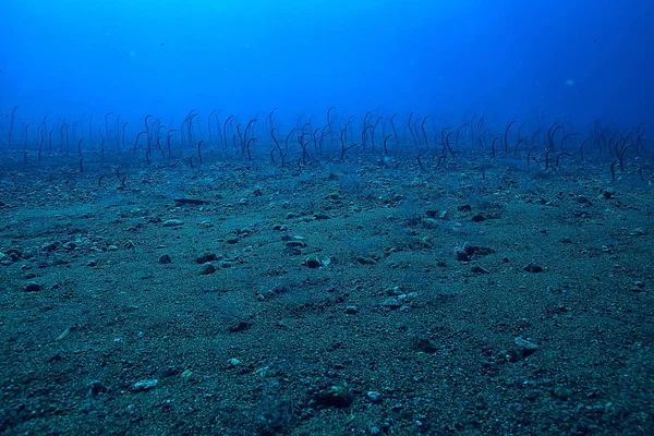 sea eels underwater / garden eels, sea snakes, wild animals in the ocean