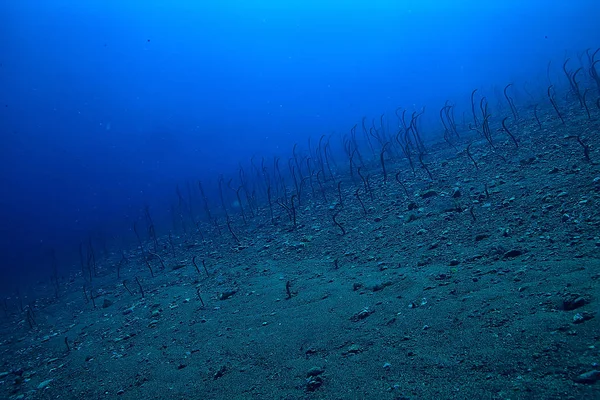 sea eels underwater / garden eels, sea snakes, wild animals in the ocean