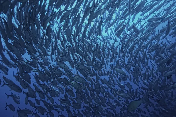 Molti Caranx Sott Acqua Grande Gregge Pesci Mondo Subacqueo Sistema — Foto Stock
