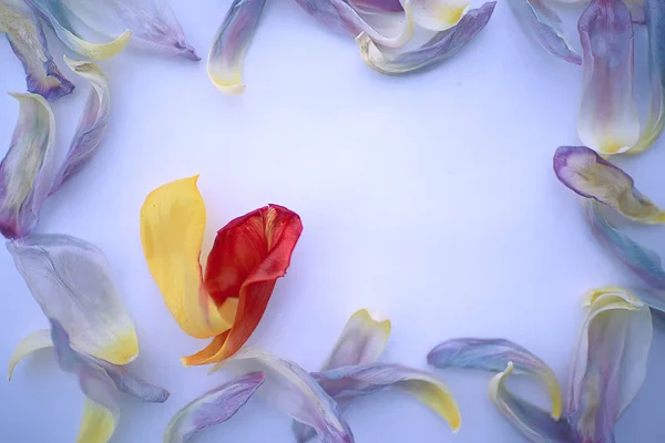 Lila Blütenblätter Hintergrund Abstrakte Vintage Tonung Blumigen Frühling Hintergrund Ungewöhnliche — Stockfoto