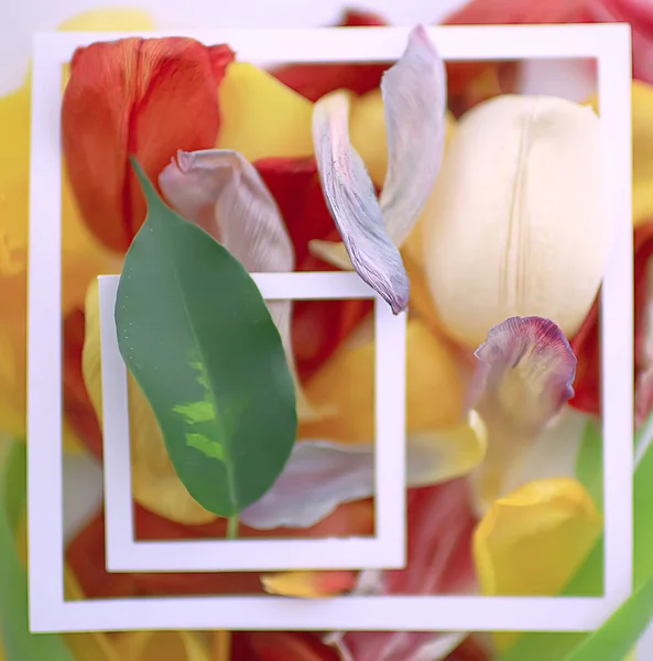 Vícebarevné Okvětní Lístky Pozadí Abstraktní Jarní Pozadí Květinové Pole — Stock fotografie