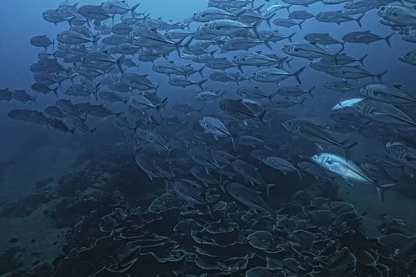 Many Caranx Underwater Large Fish Flock Underwater World Ocean Ecological — Stock Photo, Image