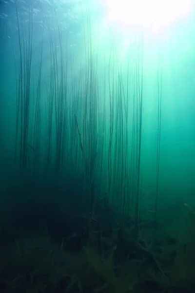 Sonnenstrahlen Fluss Unterwasserlandschaft Abstrakte Unterwasserlandschaft Pflanzen Frisches Ökosystem — Stockfoto