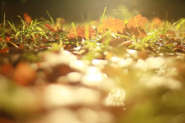 Paisaje Otoño Fondo Con Hojas Amarillas Día Otoño Soleado Los —  Fotos de Stock