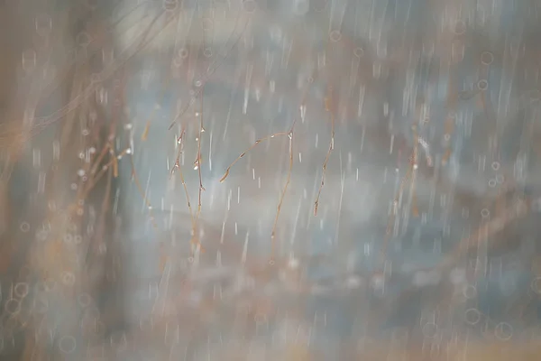 Outono Paisagem Dia Chuvoso Parque Cidade Árvores Amarelas Chuva — Fotografia de Stock