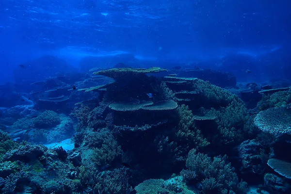 Κοραλλιογενής Ύφαλος Λιμνοθάλασσα Κοράλλια Υποβρύχιος Τοπίο Κολύμβηση Αναπνευστήρα — Φωτογραφία Αρχείου