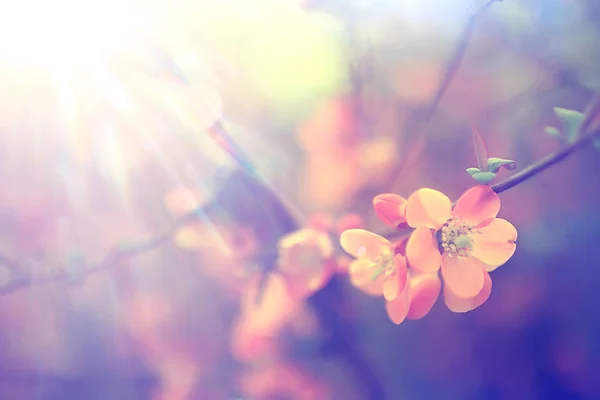 Tender Spring Flowers Background Beautiful Picture Flowering Branches — Stock Photo, Image