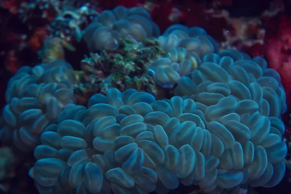 Makro Textura Korálového Útesu Abstraktní Pozadí Mořského Ekosystému Korálovém Útesu — Stock fotografie