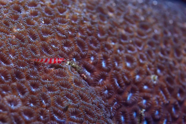 Korallzátony Makro Textúra Absztrakt Tengeri Ökoszisztéma Háttérben Korallzátonyok — Stock Fotó