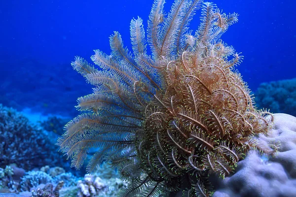 Underwater World Blue Sea Wilderness World Ocean Amazing Underwater — Stock Photo, Image