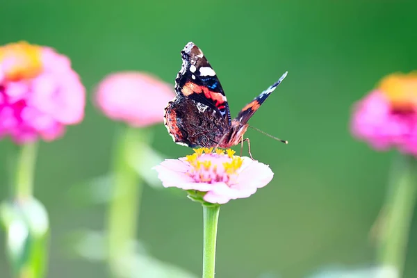 Butterfly Flower — Stock Photo, Image