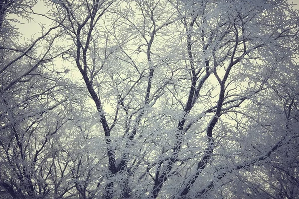 Vinter Park Stadsbilden Vinter Väder Landskap Snö Stad Träd Stads — Stockfoto